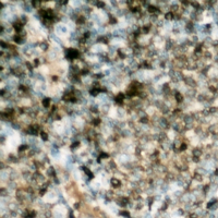 Immunohistochemical analysis of HSL (pS552) staining in human lymph node formalin fixed paraffin embedded tissue section. The section was pre-treated using heat mediated antigen retrieval with sodium citrate buffer (pH 6.0). The section was then incubated with the antibody at room temperature and detected using an HRP conjugad compact polymer system. DAB was used as the chromogen. The section was then counterstained with haematoxylin and mounted with DPX.