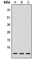 Western blot analysis of LY6E expression in HEK293T (A); Raw264.7 (B); H9C2 (C) whole cell lysates.