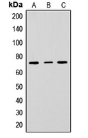 Western blot analysis of CD229 expression in HepG2 (A); Raw264.7 (B); H9C2 (C) whole cell lysates.
