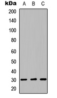 Western blot analysis of LYL1 expression in HEK293T (A); Raw264.7 (B); H9C2 (C) whole cell lysates.