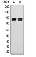 Western blot analysis of GW expression in HeLa (A); U2OS (B) whole cell lysates.