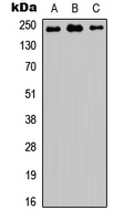 Western blot analysis of TRAP230 expression in HEK293T (A); NS-1 (B); PC12 (C) whole cell lysates.