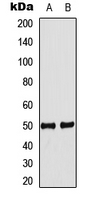 Western blot analysis of IDOL expression in MCF7 (A); mouse heart (B) whole cell lysates.