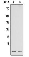 Western blot analysis of NDUFA3 expression in HEK293T (A); Raw264.7 (B) whole cell lysates.