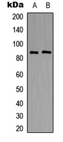 Western blot analysis of NPAS4 expression in HEK293T (A); Raw264.7 (B) whole cell lysates.