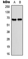 Western blot analysis of NR4A3 expression in IMR32 (A); rat skeletal muscle (B) whole cell lysates.
