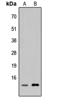Western blot analysis of p311 expression in HEK293T (A); H9C2 (B) whole cell lysates.