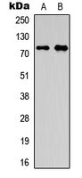 Western blot analysis of OLFML2A expression in HepG2 (A); A549 (B) whole cell lysates.