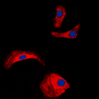 Immunofluorescent analysis of OLFML2A staining in HepG2 cells. Formalin-fixed cells were permeabilized with 0.1% Triton X-100 in TBS for 5-10 minutes and blocked with 3% BSA-PBS for 30 minutes at room temperature. Cells were probed with the primary antibody in 3% BSA-PBS and incubated overnight at 4 deg C in a hidified chamber. Cells were washed with PBST and incubated with a DyLight 594-conjugated secondary antibody (red) in PBS at room temperature in the dark. DAPI was used to stain the cell nuclei (blue).