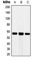 Western blot analysis of Cytochrome P450 3A7 expression in HEK293T (A); Raw264.7 (B); PC12 (C) whole cell lysates.