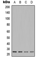 Western blot analysis of POLR2E expression in A549 (A); Jurkat (B); HeLa (C); PC12 (D) whole cell lysates.