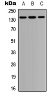 Western blot analysis of PTPD1 expression in A549 (A); Raw264.7 (B); PC12 (C) whole cell lysates.