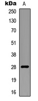 Western blot analysis of RNF138 expression in mouse multiple (A) whole cell lysates.