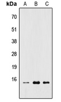 Western blot analysis of RPL22 expression in HEK293T (A); Raw264.7 (B); H9C2 (C) whole cell lysates.