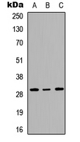 Western blot analysis of RPL7 expression in HeLa (A); Jurkat (B); NIH3T3 (C) whole cell lysates.