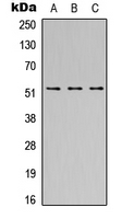 Western blot analysis of SH2D4A expression in HEK293T (A); Raw264.7 (B); PC12 (C) whole cell lysates.