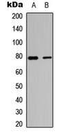 Western blot analysis of TBX3 expression in HepG2 (A); MCF7 (B) whole cell lysates.
