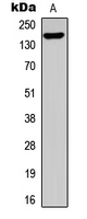 Western blot analysis of TCOF1 expression in HEK293T (A) whole cell lysates.