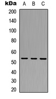 Western blot analysis of TRIM38 expression in HeLa (A); A549 (B); Raw264.7 (C) whole cell lysates.