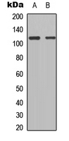 Western blot analysis of TSHZ1 expression in HEK293T (A); Raw264.7 (B) whole cell lysates.