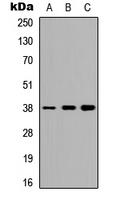 Western blot analysis of TTF1 expression in HEK293T (A); Raw264.7 (B); H9C2 (C) whole cell lysates.