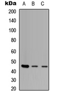Western blot analysis of ZNF232 expression in HEK293T (A); NS-1 (B); H9C2 (C) whole cell lysates.