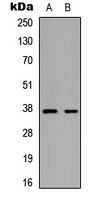 Western blot analysis of 42068 expression in HepG2 (A); mouse brain (B) whole cell lysates.