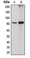 Western blot analysis of DGK alpha expression in MDCK (A); COS7 (B) whole cell lysates.