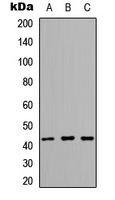 Western blot analysis of ARMCX1 expression in MCF7 (A); mouse brain (B); rat brain (C) whole cell lysates.