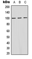 Western blot analysis of ATP1A1 (pS16) expression in HeLa (A); MCF7 (B); Raw264.7 (C) whole cell lysates.