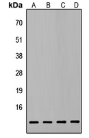 Western blot analysis of ATP5L2 expression in HepG2 (A); PC3 (B); MCF7 (C); NIH3T3 (D) whole cell lysates.