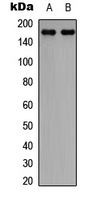 Western blot analysis of CLASP1 expression in SHSY5Y (A); NIH3T3 (B) whole cell lysates.