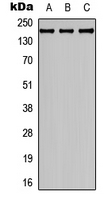 Western blot analysis of Collagen 4 alpha 2 expression in SHSY5Y (A); HEK293T (B); NIH3T3 (C) whole cell lysates.