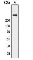 Western blot analysis of CUBN expression in human kidney (A) whole cell lysates.
