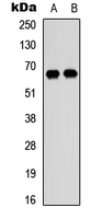 Western blot analysis of DDX52 expression in HEK293T (A); Raji (B) whole cell lysates.