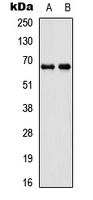 Western blot analysis of DDX55 expression in SHSY5Y (A); 293T (B) whole cell lysates.