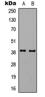 Western blot analysis of GNAL expression in HepG2 (A); K562 (B) whole cell lysates.