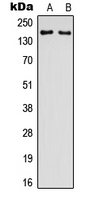 Western blot analysis of NMDAR2D expression in HEK293T (A); HepG2 (B) whole cell lysates.
