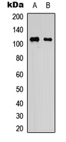 Western blot analysis of KSR1 expression in HEK293T (A); NIH3T3 (B) whole cell lysates.