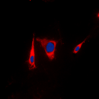 Immunofluorescent analysis of KSR1 staining in HEK293T cells. Formalin-fixed cells were permeabilized with 0.1% Triton X-100 in TBS for 5-10 minutes and blocked with 3% BSA-PBS for 30 minutes at room temperature. Cells were probed with the primary antibody in 3% BSA-PBS and incubated overnight at 4 deg C in a hidified chamber. Cells were washed with PBST and incubated with a DyLight 594-conjugated secondary antibody (red) in PBS at room temperature in the dark. DAPI was used to stain the cell nuclei (blue).