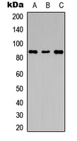 Western blot analysis of LGR6 expression in L929 (A); mouse brain (B); rat kidney (C) whole cell lysates.