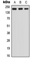 Western blot analysis of TRAP220 (pT1457) expression in Jurkat (A); HeLa (B); NIH3T3 (C) whole cell lysates.