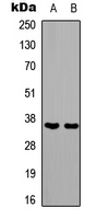 Western blot analysis of PAX1 expression in HEK293T (A); NIH3T3 (B) whole cell lysates.