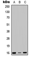Western blot analysis of RPS23 expression in SHSY5Y (A); HEK293T (B); NIH3T3 (C) whole cell lysates.