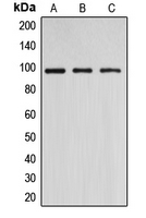 Western blot analysis of DNMT3B expression in A549 (A); COS7 (B); HeLa (C) whole cell lysates.