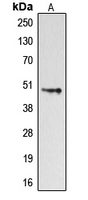 Western blot analysis of Dopamine Receptor D4 expression in HeLa (A) whole cell lysates.