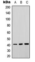 Western blot analysis of Septin 3 expression in Jurkat (A); mouse brain (B); rat brain (C) whole cell lysates.