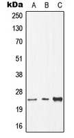 Western blot analysis of CDC8 expression in HEK293T (A); Raw264.7 (B); H9C2 (C) whole cell lysates.