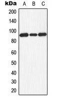 Western blot analysis of Dishevelled 3 expression in HEK293T (A); Raw264.7 (B); rat kidney (C) whole cell lysates.