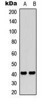 Western blot analysis of PAR4 expression in HeLa (A); THP1 (B) whole cell lysates.